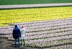 ΟΛΛΑΝΔΙΑ ΤΟΥΛΙΠΕΣ