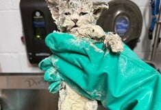 ΓΑΤΑ ΚΟΛΛΑ ΗΠΑ