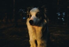 ΣΚΥΛΟΙ ΕΡΕΥΝΕΣ