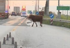 ΑΓΕΛΑΔΑ ΕΘΝΙΚΗ ΟΔΟΣ ΘΕΣΣΑΛΟΝΙΚΗ