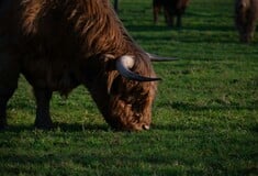 ΛΕΣΒΟΣ ΑΦΘΩΔΗΣ ΠΥΡΕΤΟΣ ΜΕΤΡΑ ΣΤΗΡΙΞΗΣ ΜΑΡΓΑΡΙΤΗΣ ΣΧΟΙΝΑΣ