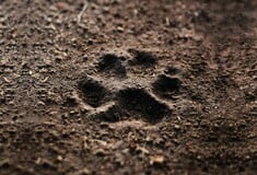 ΣΚΥΛΟΣ ΝΕΚΡΟΣ ΧΑΛΚΙΔΙΚΗ ΔΗΛΗΤΗΡΙΟ 