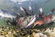 ΚΟΚΑΙΝΗ ΨΑΡΙΑ ΣΟΛΟΜΟΣ