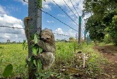 ΒΡΑΔΥΠΟΔΑΣ ΜΗΝΥΜΑ