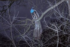 Strawberry Blue. Του Μαρίνου Τσαγκαράκη