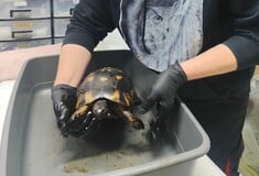 ΧΕΛΩΝΑ ΠΙΣΣΑ 