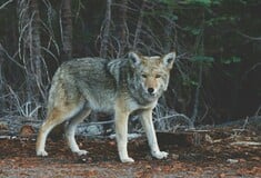 ΛΥΚΟΣ ΙΤΑΛΙΑ ΔΗΛΗΤΗΡΙΑΣΗ 