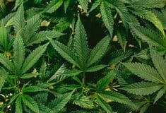 ΗΠΑ ΝΤΟΝΑΛΝΤ ΤΡΑΜΠ ΚΑΝΝΑΒΗ ΜΑΡΙΧΟΥΑΝΑ