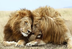 Ο Έλιοτ Πέιτζ δείχνει ότι και η φύση μπορεί να είναι queer― όχι μόνο οι άνθρωποι