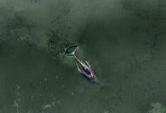 ΦΑΛΑΙΝΑ ΔΙΑΣΩΣΗ ΓΕΡΜΑΝΙΑ