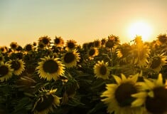 ΚΑΙΡΟΣ ΤΣΑΤΡΑΦΥΛΛΙΑΣ ΚΑΛΟΚΑΙΡΙΑ