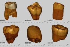 ΝΕΑΝΤΕΡΤΑΛ ΟΙΚΙΣΜΟΣ ΠΟΛΩΝΙΑ ΑΝΑΚΑΛΥΨΗ