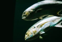 ΨΑΡΙΑ WWF ΕΛΛΑΣ ΣΕΦ