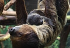 ΒΡΑΔΥΠΟΔΕΣ ΝΕΚΡΟΙ ΠΑΡΚΟ ΗΠΑ ΦΛΟΡΙΝΤΑ