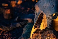 ΠΤΗΝΑ ΔΕΙΝΟΣΑΥΡΟΙ 