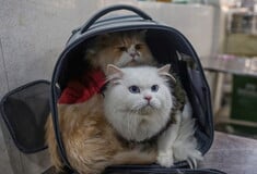 ΓΑΤΕΣ ΦΑΡΜΑΚΟ ΙΑΠΩΝΙΑ ΝΕΦΡΙΚΗ ΝΟΣΟΣ