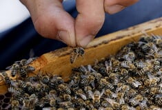 ΜΕΛΙΣΣΕΣ ΑΡΙΘΜΗΤΙΚΕΣ ΠΛΗΡΟΦΟΡΙΕΣ