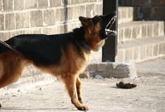 ΧΑΝΙΑ ΕΠΙΘΕΣΗ ΣΚΥΛΟΣ ΠΑΙΔΙ