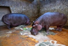 ΙΠΠΟΠΟΤΑΜΟΙ ΠΑΜΠΛΟ ΕΣΚΟΜΠΑΡ ΚΟΛΟΜΒΙΑ ΑΝΑΝΤ ΑΜΠΑΝΙ