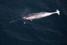 ΚΑΝΑΔΑΣ ΑΡΚΤΙΚΗ ΗΧΟΡΥΠΑΝΣΗ