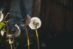 ΚΑΙΡΟΣ ΜΑΡΟΥΣΑΚΗΣ ΠΡΩΤΟΜΑΓΙΑ