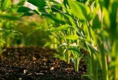 ΛΕΠΤΟΣΠΕΙΡΩΣΗ ΘΑΝΑΤΟΣ ΕΟΔΥ ΨΑΛΤΟΠΟΥΛΟΥ