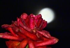 ΠΑΝΣΕΛΗΝΟΣ ΜΑΪΟΥ