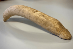 Ολλανδικό μουσείο βρήκε ρωμαϊκό φαλλό 20 εκατοστών σε ξεχασμένη συλλογή 16.000 κουτιών