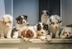 ΚΑΤΟΙΚΙΔΙΑ ΝΟΜΟΙ ΕΥΡΩΠΗ ΚΑΚΟΠΟΙΗΣΗ