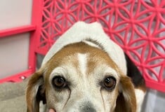 ΗΠΑ BEAGLE ΣΚΥΛΙΑ ΠΕΙΡΑΜΑΤΑ