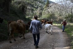 ΕΕ ΕΥΡΩΠΑΪΚΗ ΕΝΩΣΗ ΒΡΕΤΑΝΙΑ ΣΥΜΦΩΝΙΑ ΖΩΑ ΚΙΡ ΣΤΑΡΜΕΡ