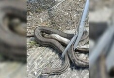 ΦΙΔΙ ΝΑΥΠΑΚΤΟΣ ΟΔΗΓΟΣ ΑΥΤΟΚΙΝΗΤΟ