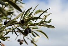 ΕΛΛΗΝΙΚΗ ΚΟΥΖΙΝΑ ΦΑΓΗΤΑ TASTE ATLAS