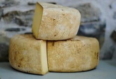 Κάζου μάρτζου: Το τυρί με τα σκουλήκια που είναι απαγορευμένο σε όλη την Ευρώπη αλλά για κάποιους θεωρείται τοπική λιχουδιά