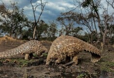 National Geographic: Ποια είναι τα θηλαστικά με τη μεγαλύτερη παράνομη διακίνηση στον κόσμο