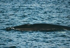 Γαλλία: Φάλαινα εξόκειλε και πέθανε σε παραλία του Ιλ ντε Ρε