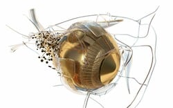 «Phytobiosomes»:Η έκθεση του Costas Picadas συνδυάζει την τέχνη με την υγεία