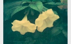 Ελισάβετ Μωράκη It’s Always the Sun 