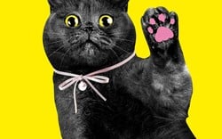 «CATS!»: Η γάτα ως λατρευτικό αντικείμενο και σύμβολο της ποπ κουλτούρας