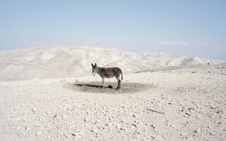 Why Look at Animals? Δικαιοσύνη για τη μη ανθρώπινη ζωή 