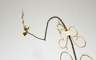 Ανδρέας Μαλλουρής: An Evening Botanist