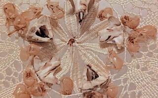 Άλκηστις Μαυροκεφάλου: Fivefold