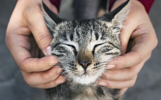 Cat Festival 2026: Η περιέργεια γιορτάζει τη γάτα