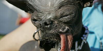 Πέθανε ο «πιο άσχημος σκύλος του κόσμου»