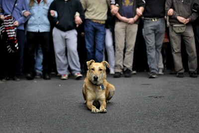 Η ζωή και ο θάνατος του Λουκάνικου, του σκύλου σύμβολο | LiFO