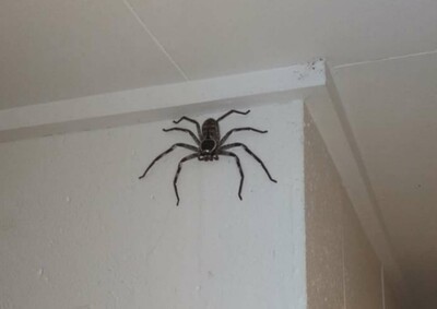 Μία γυναίκα μοιράζεται το σπίτι της με μία τεράστια αράχνη - «Τη λένε Σαρλότ»