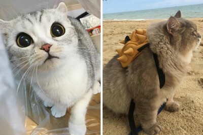 Η Χάνα με τα τεράστια μάτια και ο «πελώριος» Μπον Μπον: Οι δύο γάτες από την Ασία που έχουν ξετρελάνει το Instagram
