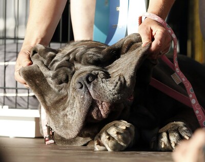 Η τεράστια Μάρθα μόλις στέφθηκε ο ασχημότερος σκύλος του κόσμου για το 2017