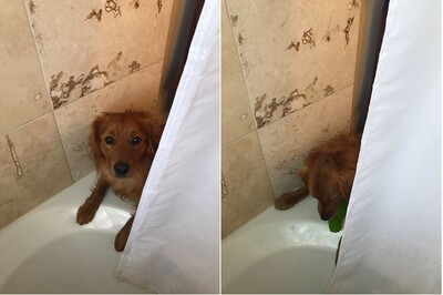 Αυτός ο σκύλος νομίζει πως η ιδιοκτήτριά του στενοχωριέται στο μπάνιο κι όταν τη βλέπει κάνει κάτι απίστευτα γλυκό