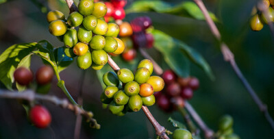 Coffee Berry: Η νέα σειρά βιολογικών καφέδων είναι το καθημερινό μου ραντεβού με την απόλαυση